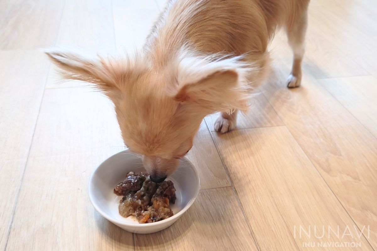 タミーレシピ　馬肉おかゆを食べる愛犬